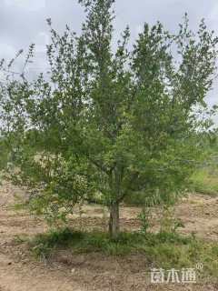 高度350厘米石榴