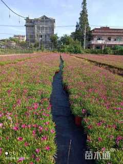 高度10厘米欧石竹