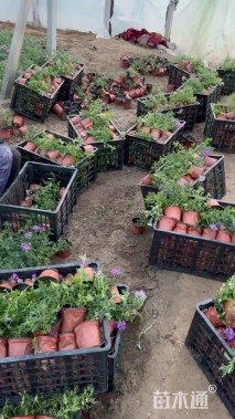 高度25厘米美女樱