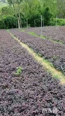 高度10厘米红花继木小苗