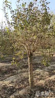 高度200厘米丁香