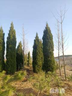 高度600厘米塔柏