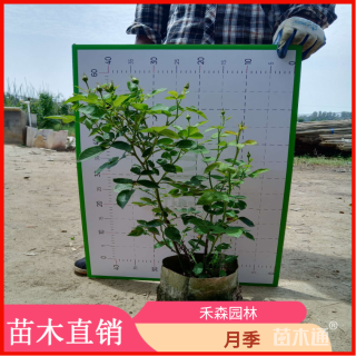 高度40厘米月季