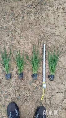 高度60厘米小兔子狼尾草