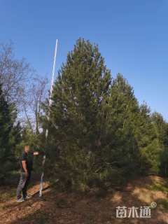 高度500厘米白皮松