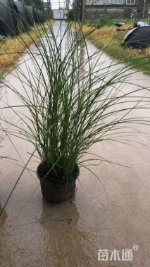 高度50厘米细叶芒