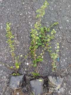 高度30厘米平枝栒子