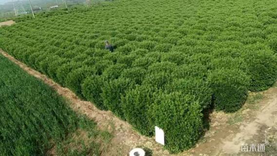 冠幅100厘米大叶黄杨球