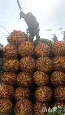 冠幅180厘米卫矛球