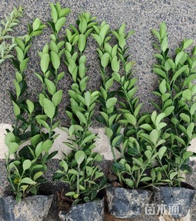 高度30厘米大叶黄杨