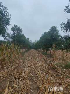 10公分大叶女贞