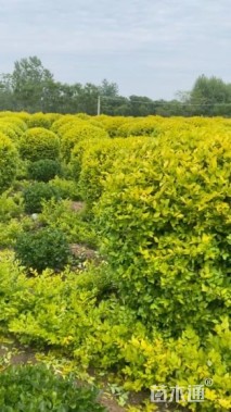 冠幅150厘米金叶女贞球