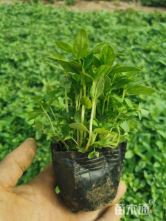 高度10厘米千屈菜