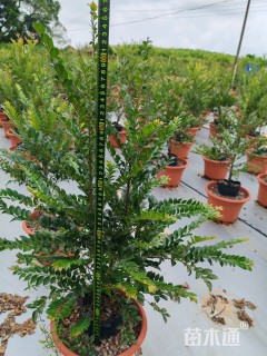 高度20厘米黑骨茶小苗