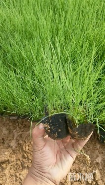 高度20厘米粉黛乱子草