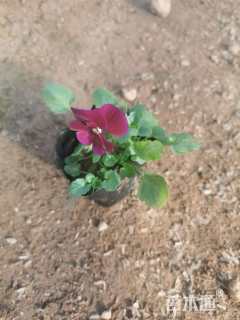 高度15厘米角堇