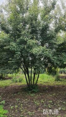高度700厘米丛生茶条槭