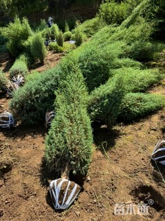 高度100厘米祁连圆柏