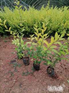 高度30厘米金森女贞