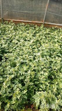 高度30厘米蔷薇