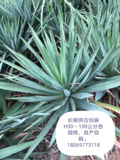 高度30厘米凤尾兰