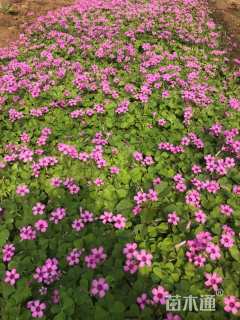高度20厘米常夏石竹