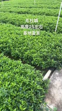 高度25厘米毛鹃