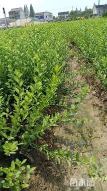 30厘米小叶扶芳藤