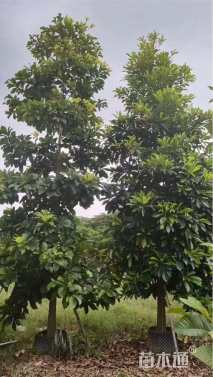 13公分尖叶杜英