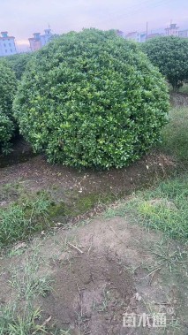 冠幅100厘米海桐球