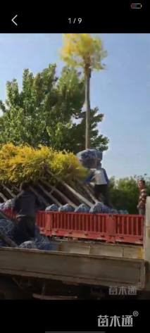 8公分中华金叶榆