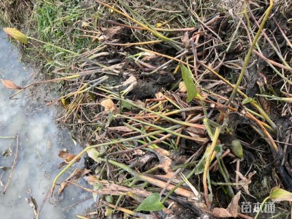 高度40厘米梭鱼草