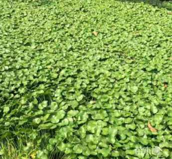 高度10厘米铜钱草