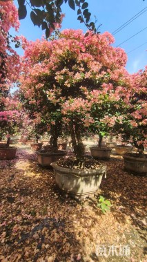 高度250厘米三角梅