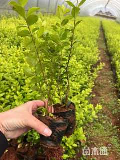 高度30厘米金叶女贞
