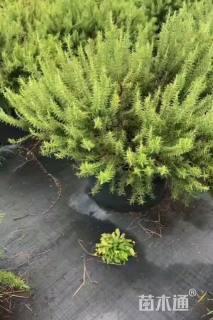 高度30厘米迷迭香