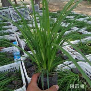 高度30厘米崂峪苔草