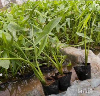 高度35厘米慈姑