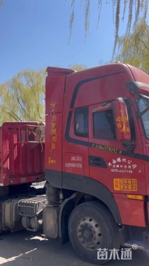 高度15厘米红花酢浆草