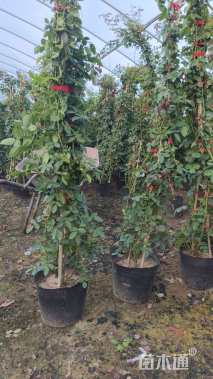 120厘米藤本月季