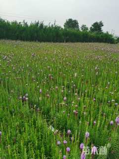 高度20厘米蛇鞭菊