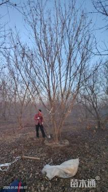 高度700厘米丛生元宝枫