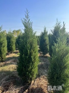 高度60厘米桧柏
