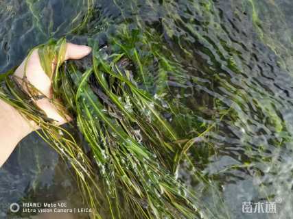 高度15厘米竹叶眼子菜