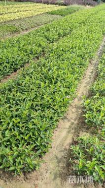 高度30厘米红王子锦带