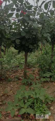 高度120厘米低杆月季