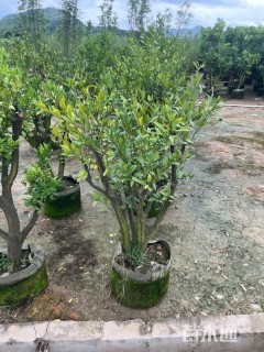 高度120厘米柑橘