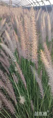 高度50厘米羽绒狼尾草