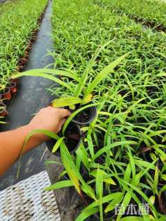 高度15厘米白芨