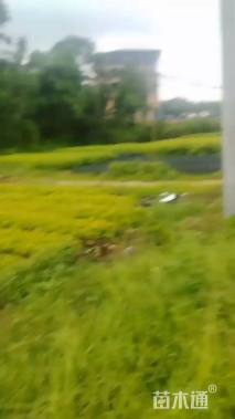 高度30厘米木荷小苗